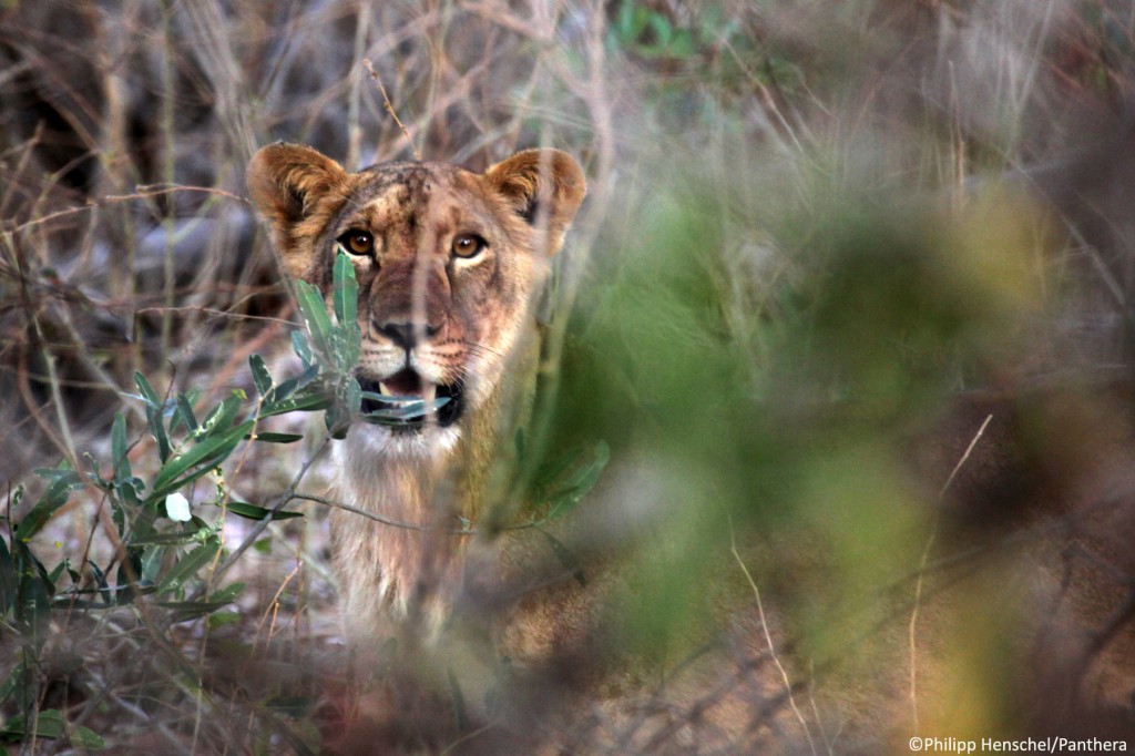 Giovane leone, foto di Philipp Henschel ripresa da ecologie.blog.lemonde.fr