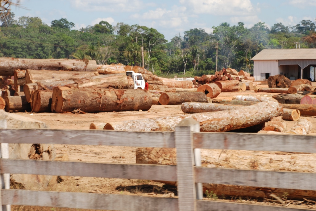 Taglio illegale di legname, foto di Joelle Hernandez su Flickr, licenza CC.