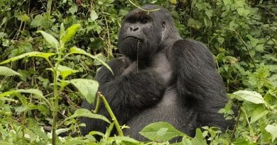 I gorilla del Virunga, protetti dalla guerra a costo della vita I gorilla del Virunga, protetti dalla guerra a costo della vita