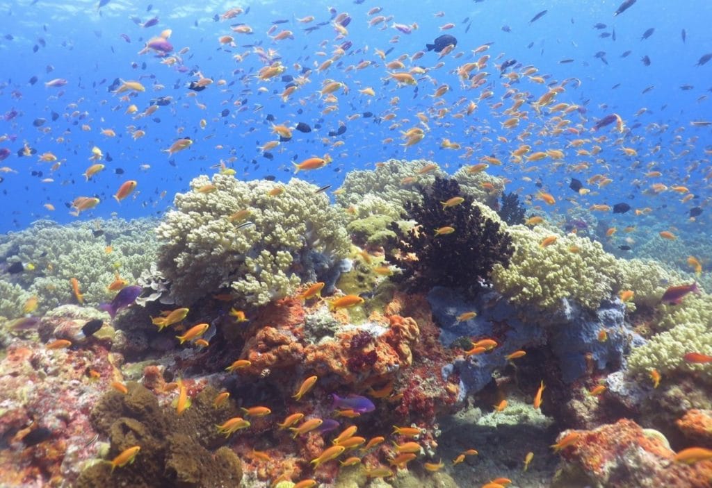 L’estensione delle barriere coralline di tutto il mondo ha subito un drastico ridimensionamento a causa dell’inquinamento e del riscaldamento globale.