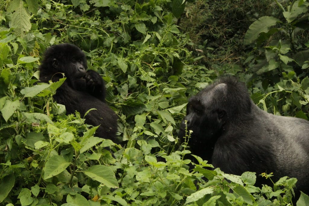 Due gorilla di montagna del Parco Virunga