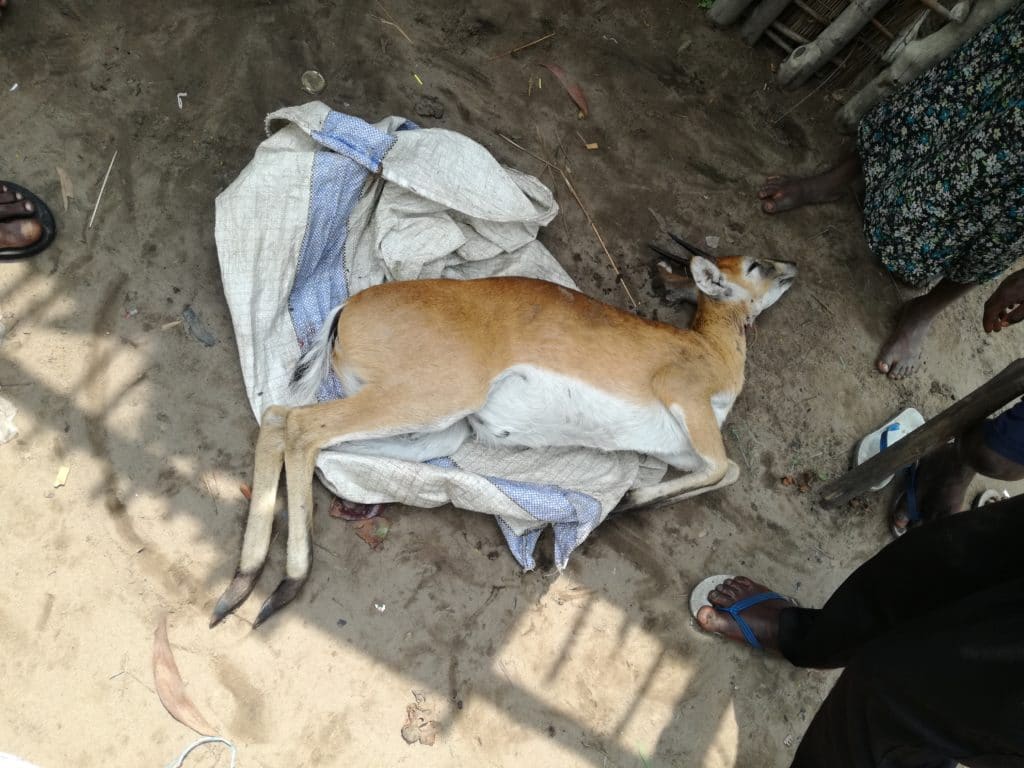 Un'antilope uccisa da bracconieri all'interno della Riserva del Bombo Lumene. La sua carne verrà venduta ai mercati di Kinshasa.