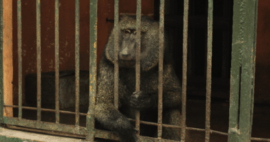 Nel cuore dell’Africa l’agonia di animali, parchi e riserve Nel cuore dell’Africa l’agonia di animali, parchi e riserve