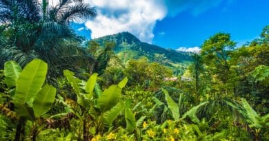 Madagascar, un patrimonio naturale a rischio di estinzione Madagascar, un patrimonio naturale a rischio di estinzione