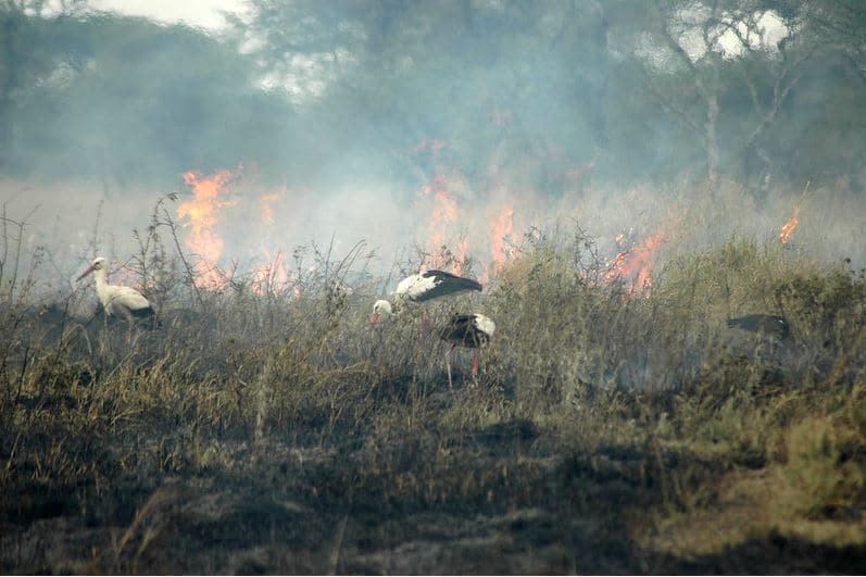 L'Autorità dei parchi della Tanzania incendia gli arbusti per creare delle zone di fuoco. Immagine ripresa da Flickr/mazyen in licenza CC.