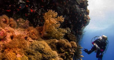 Ambiente, la resilienza del Mar Rosso al cambiamento climatico Ambiente, la resilienza del Mar Rosso al cambiamento climatico