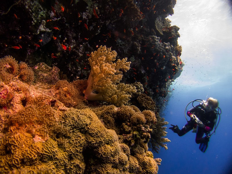 La barriera corallina del Mar Rosso. Fotografia di ©paul_a_williams, da Flickr (CC)