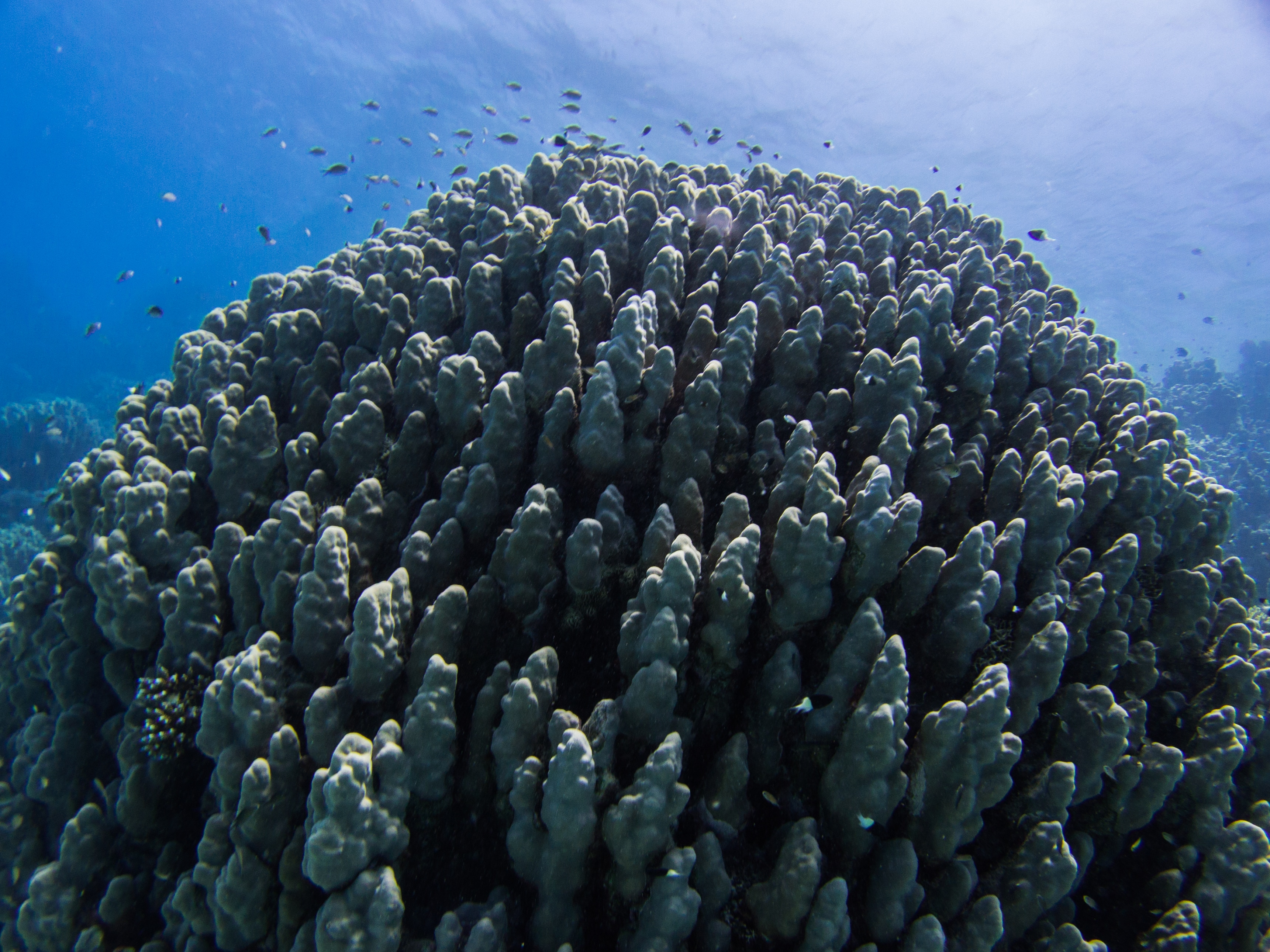 La barriera corallina del Mar Rosso. Fotografia di paul_a_williams, da Flickr (CC)