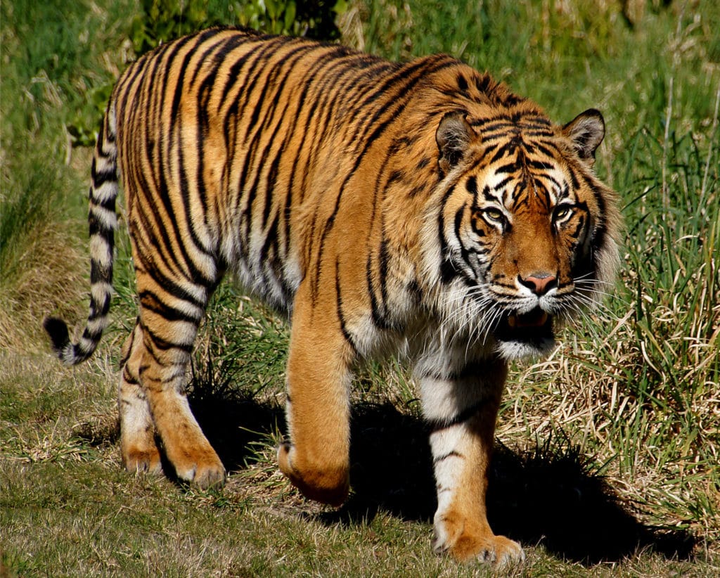 Tigre di Sumatra, tra le specie più a rischio per perdita habitat naturale. Flickr Creative Commons
