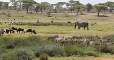 Safari in poltrona, tour virtuali in Africa tra elefanti, gorilla, leoni Safari in poltrona, tour virtuali in Africa tra elefanti, gorilla, leoni