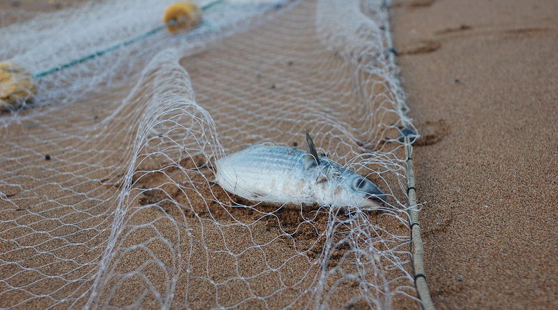 Pesca illegale alle Galapagos, foto dell'utente Flickr Ollie Harridge su licenza CC.
