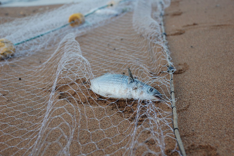 Pesca illegale alle Galapagos, foto dell'utente Flickr Ollie Harridge su licenza CC.