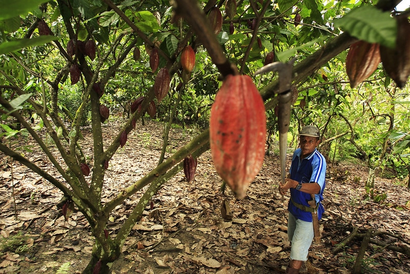 Coltivatori di cacao nell'isola di Sulawesi