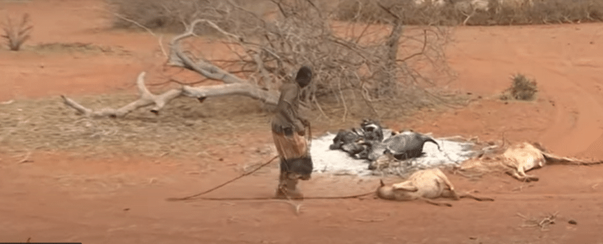 Kenya, bestiame decimato dalla siccità. Foto da video Al Jazeera