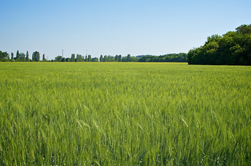 Campi di grano in Ucraina