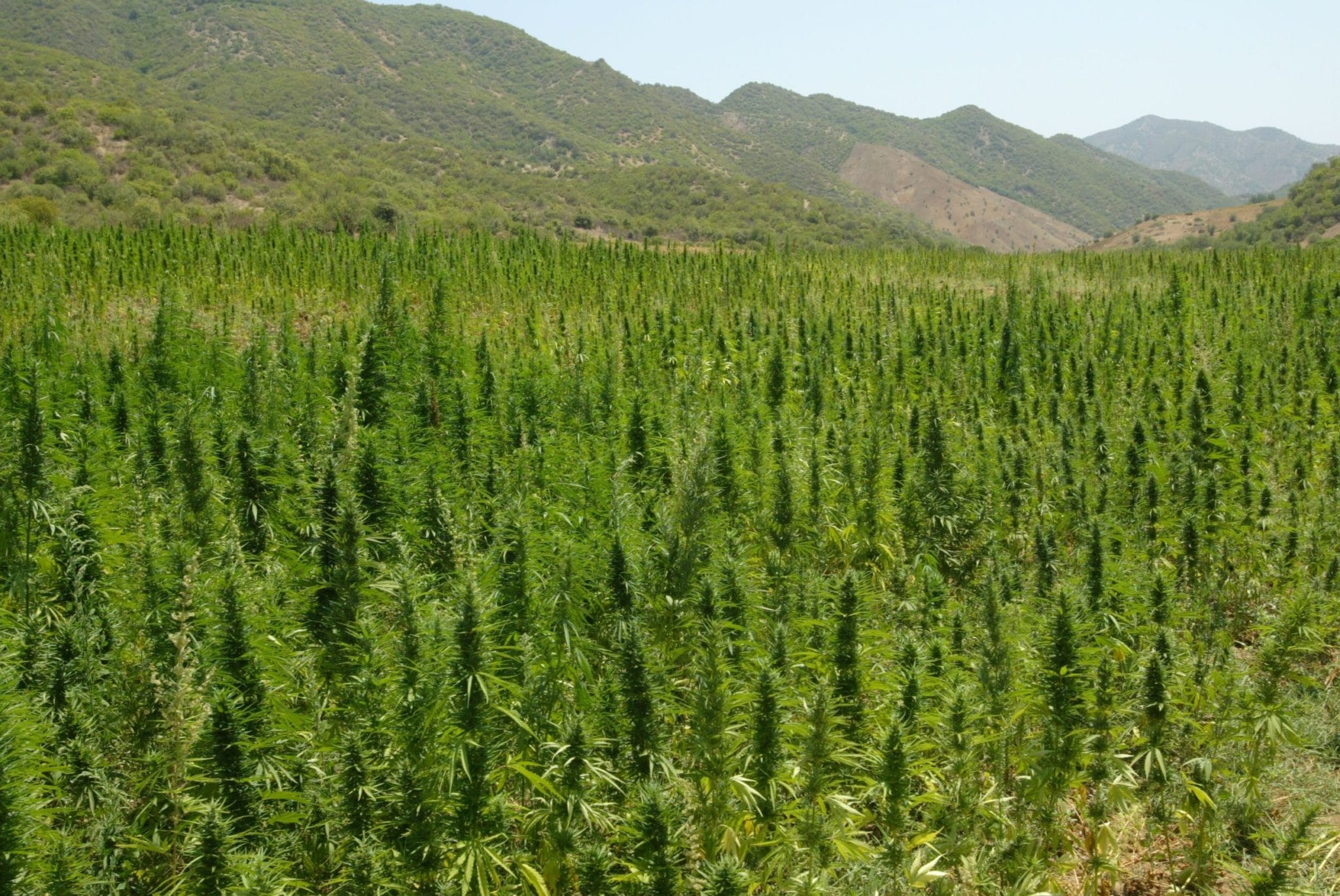 Un campo di cannabis a Elkolla, a 100 km da Larache nella regione montuosa del Rif in Marocco. Immagine ripresa da Flickr/tellmagazine in licenza CC