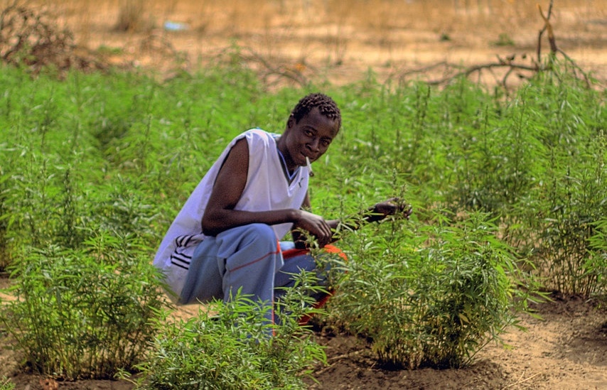 Lamin, un giovane africano mentre mostra i fiori di cannabis nati nel grande campo di Barra, un centro abitato alla foce del fiume Gambia. Immagine ripresa da Flickr/H2O Alchemist in licenza CC.