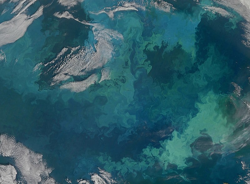 Il fitoplancton fiorisce nel Mare di Barens. Immagine ripresa da Cretive Commons in licenza CC