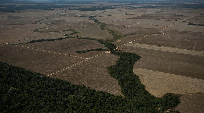 Immagine aerea dei terreni preparati per la monocoltura o l'allevamento, in prossimità di Porto Velho. Foto di Bruno Kelly da Wikimedia Commons in CC