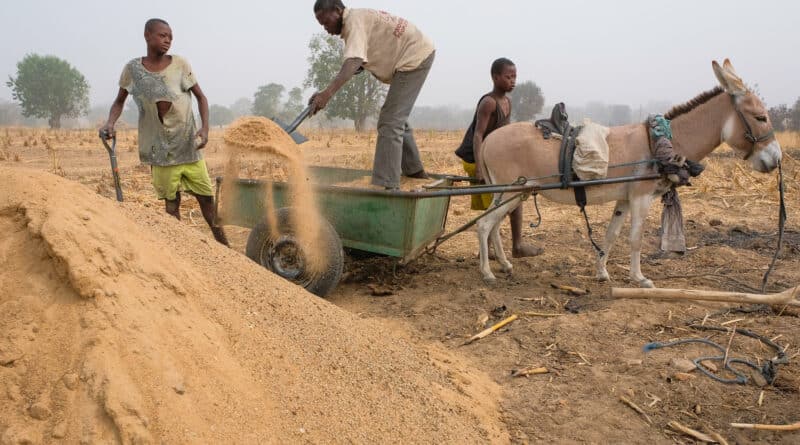 Trasporto agricolo via asino a Gwenia, Kassena Nankana District - Ghana. Immagine dell'utente Flickr Alex Fassio/CIFOR su licenza CC